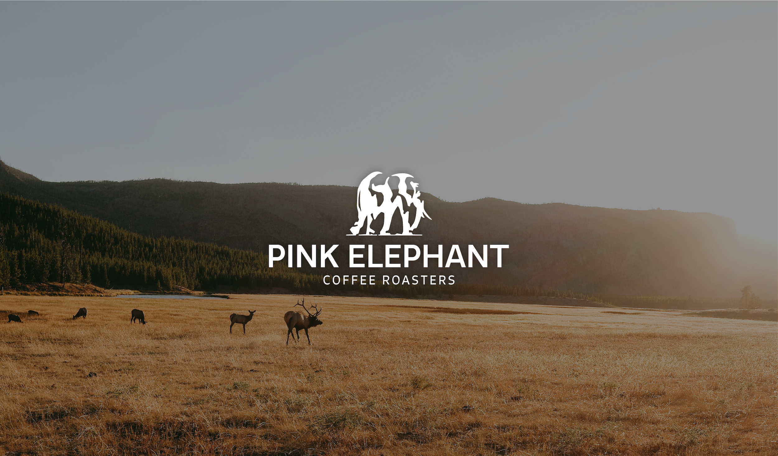 Pink Elephant Coffee Roasters feature image
